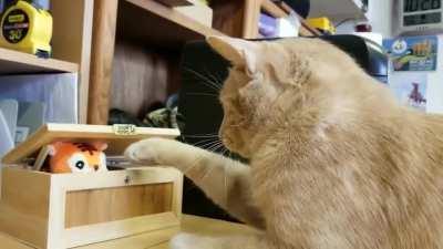 Harley and The useless box