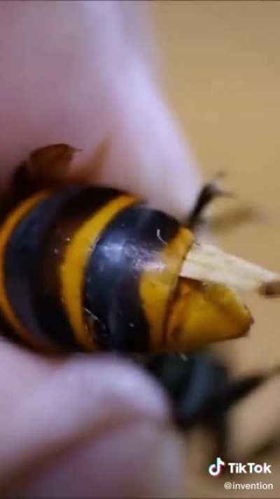 Removing a parasite from a wasp