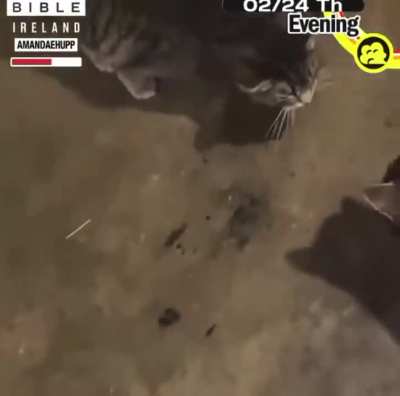 You must face yourself kitty!