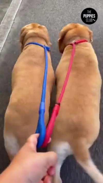 These two dogs walking in sync