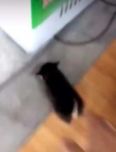 Smol criminal arrested after a lengthy chase