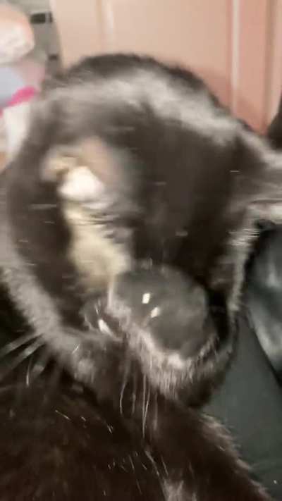 My mom’s cat has … thumbs?