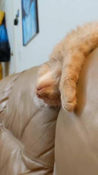 My sleepy boy, Fritz