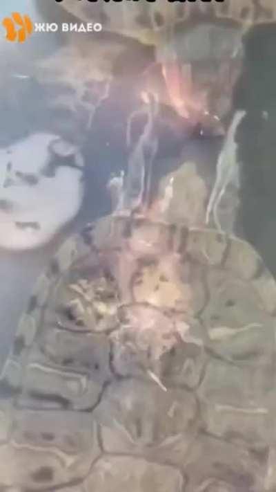 this shit is the most adorable vids ı have seen in my entire life