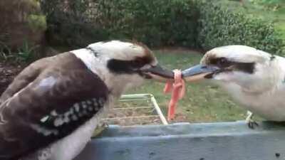 When the prize is less important than losing