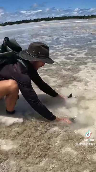 Catching a Giant Mud Crab