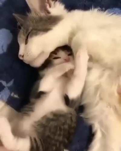 kitten cuddles