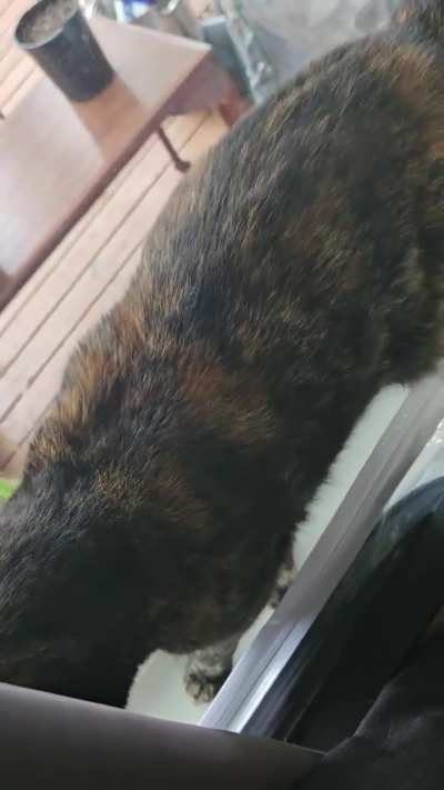 She makes the cutest noise when shes annoyed 😭