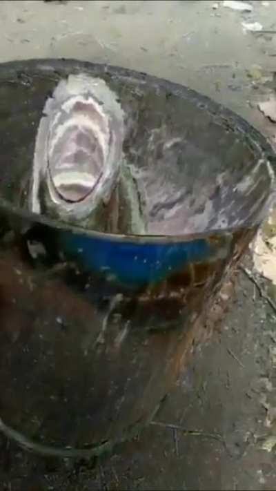 cok iyi la 🦧🐊🐋