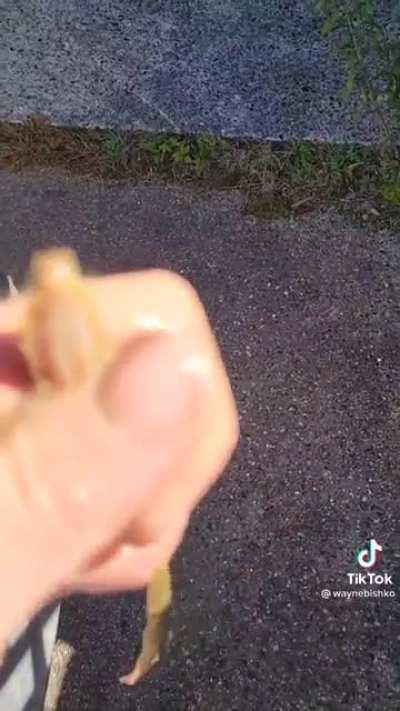 Песчаный червь