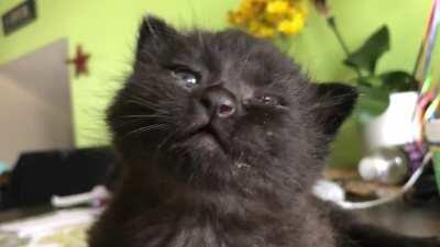 Most of the time when he opens his mouth, there’s just silence — I caught him making his best Yell, here.