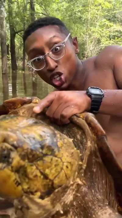🔥Huge Suwannee Alligator Snapping Turtle