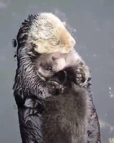 Otter Mother cuddling with her baby. :)
