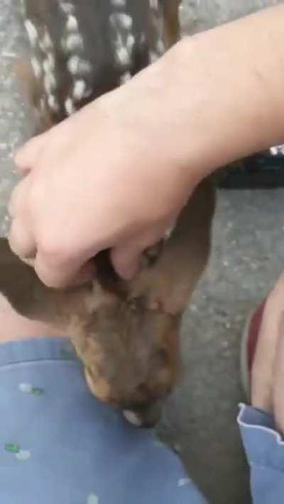 A curious little fawn checking out a photographer