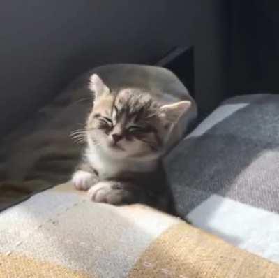 Sleepy kitty