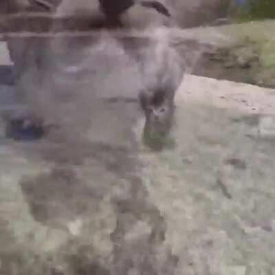 Beach kitten catching some waves