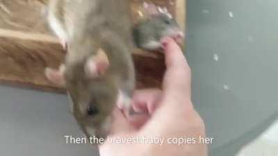 Mother rat teaches her babys how to groom their human