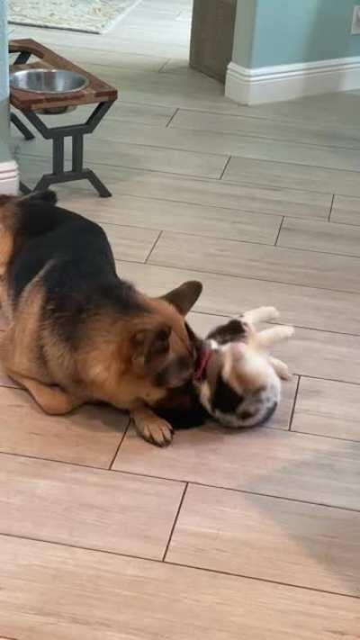 My German Shepherd, Parker and Noodle the Auggie being total Bros