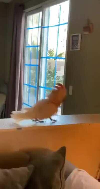 PoSSEsSeD BiRb HaUnTs CoLLeGe GuRL