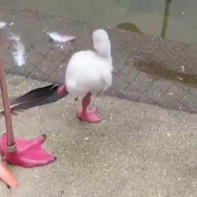 A baby flamingo learning how to stand on one leg