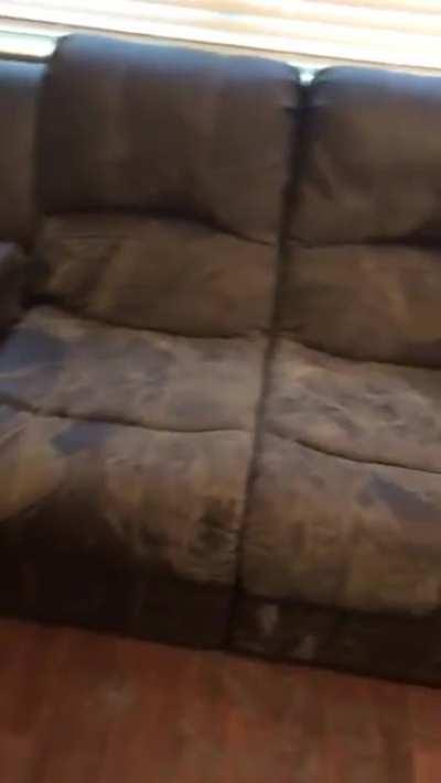 That's why cat/dog flap is not always a good idea