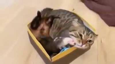 There's always room for two.