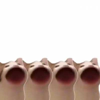 música irlandesa cantada por gatos