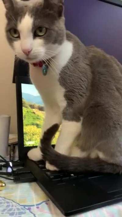 Rani’s yawn🙄. She wasn’t budging.