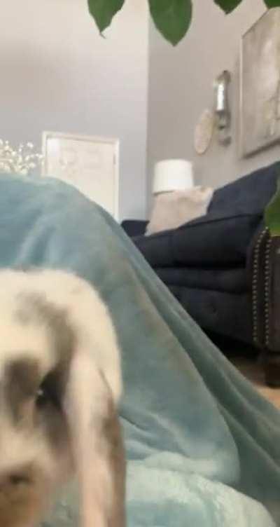 Hi everyone, meet Stella who is about to be 10 weeks tomorrow♥️