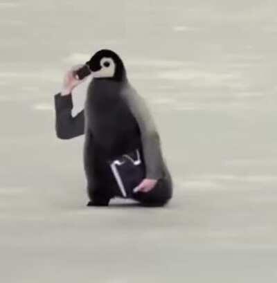 Birds With Arms Collection