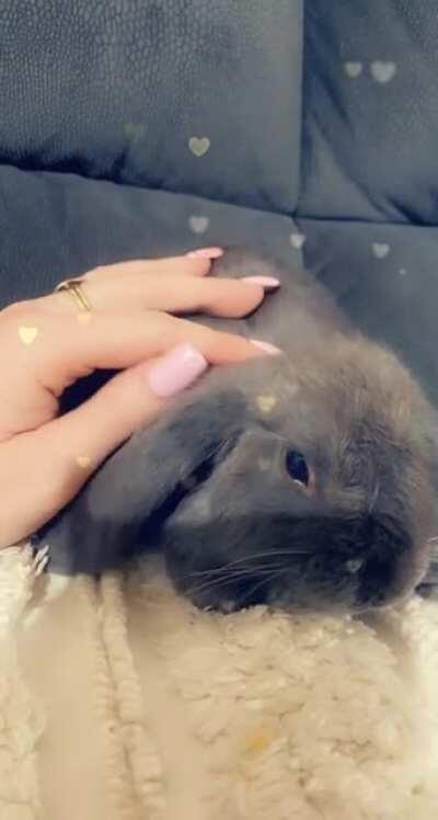 Baby cash bunny 🐰🐰