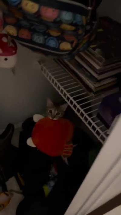 My roommate’s kitten suddenly became obsessed with my Squishmallows. What to do?