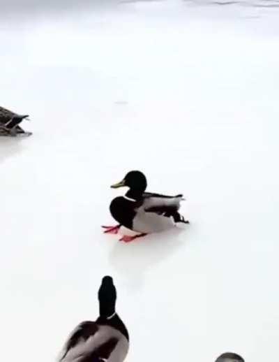 ground control to major duck