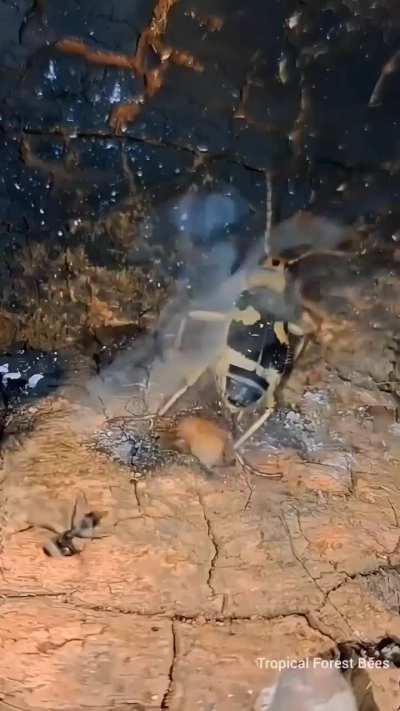 🔥 Bombardier Beetles spray boiling acid (212 degrees f) as a defence mechanism against predators