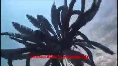 Ah Yes. Biblically accurate Fish