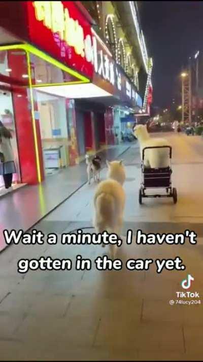 When we get that DUMB MONEY, I got BIG plans baby! AMC goes who? Goes BRRRR. Going to be real icy soon. 💎