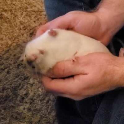 Our skiddish rescues are getting more comfortable with us!