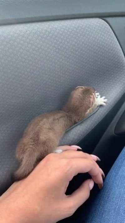 This baby stoat fitting perfectly into a cup holder