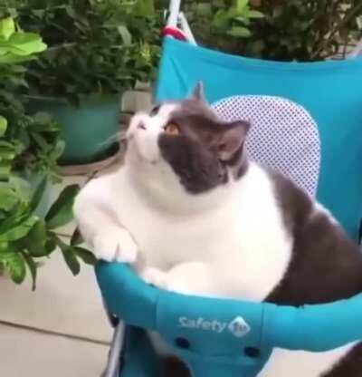 LaRGe CAt GOBbles up A HUmAn bAby and hIJaCKs hiS vehicHle