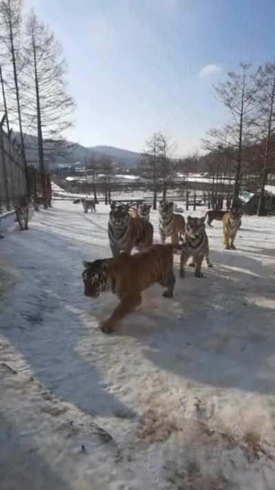 They look like cute kittens