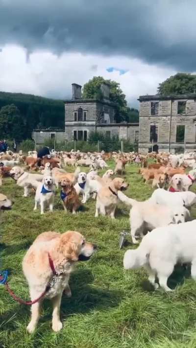 So many Goldens