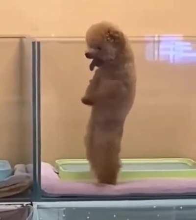 where did he learn this?