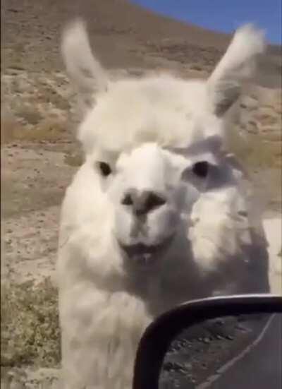 Alpacas