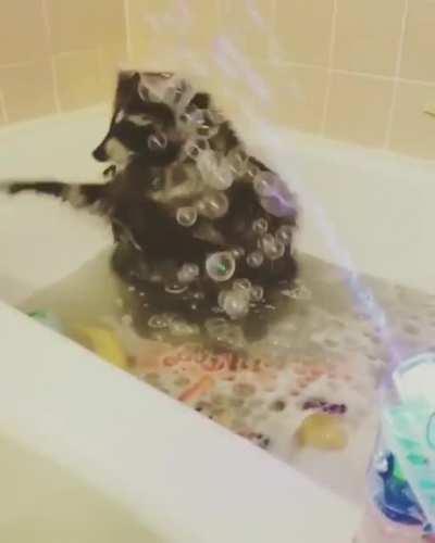 This raccoon taking a bubblebath 🤗