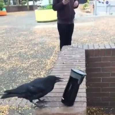 This crow flew down from a tree in attempts to steal my coffee thermos. He wouldn’t let me get near it to take it back.