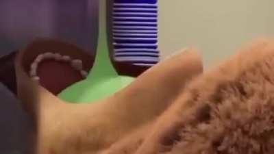 Norm's brother, Storm, getting a mouth full of fun.