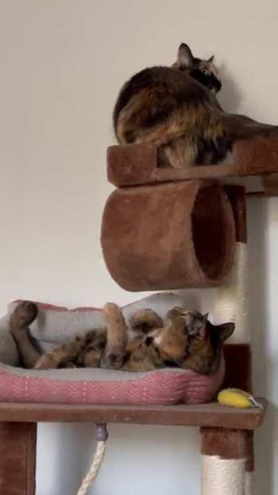 “I’m just trying to sleep you little shit.”