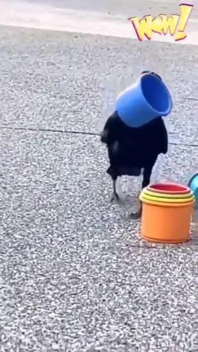 Very smart crow