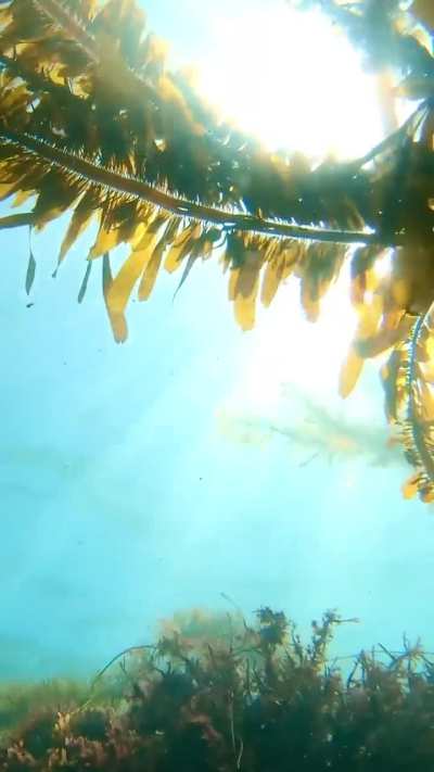 🔥 Laguna Beach Kelp Life, Goff Island