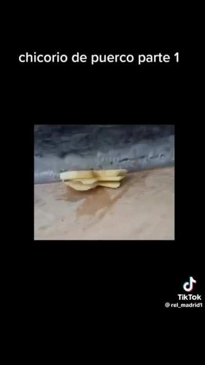 How to eat culo de puerco